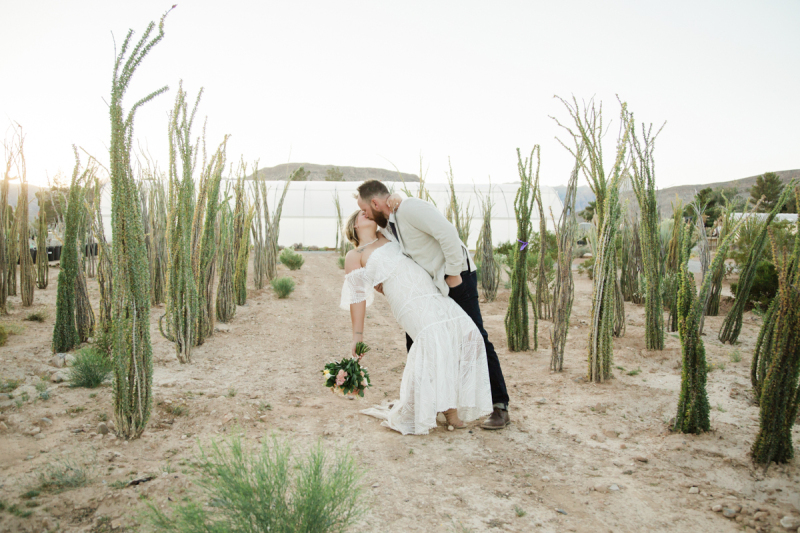 A groom dips his bride and kisses her as they stand in a field of Cholla cacti. A groom dips his bride and kisses her as they stand in a field of Cholla cacti.