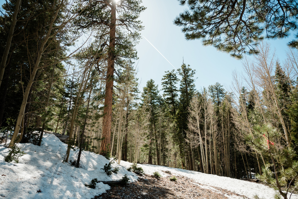 How Taylor Swift and Travis Kelce Should Get Married According to CCW’s Biggest Swiftie